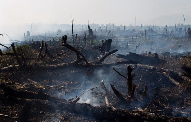 棕榈油企业焚雨林 印尼法院判赔千万美元