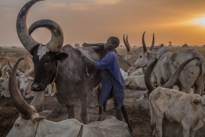 3月，在南蘇丹明卡曼（Mingkaman），一個丁卡族（Dinka）男孩在清晨凖備遷移牛群。由於當地乾旱缺水，農民必須把牛群從高地遷移到靠近尼羅河畔（Nile）的低地，建起大型放牧營地。