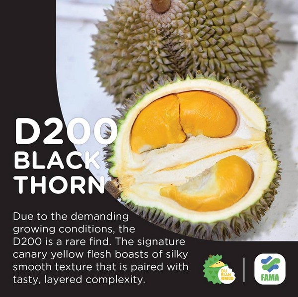 D200 Black Thorn