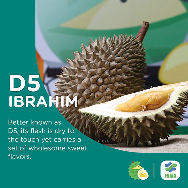 D5 Ibrahim