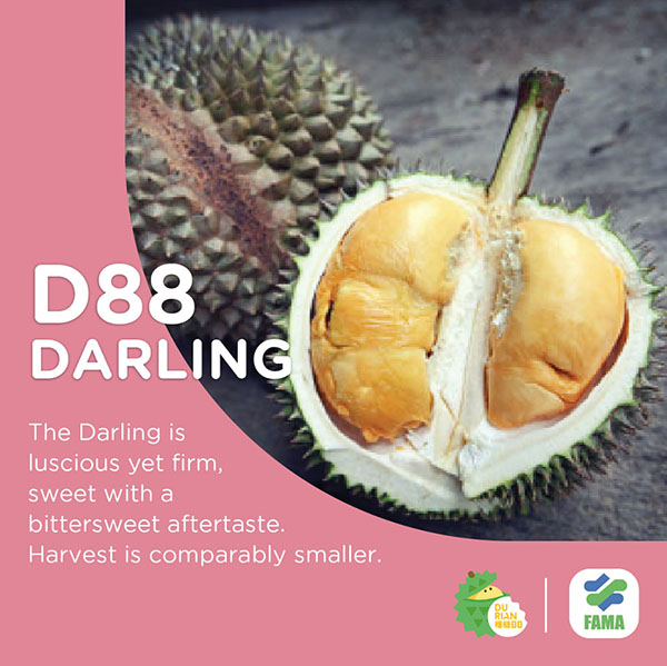 D88 Darling
