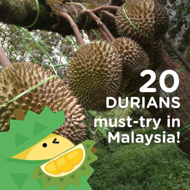 Must-Try Durians in Malaysia! 