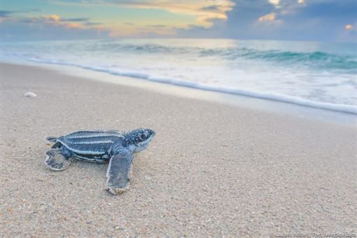 [泰国封锁海滩]稀有海龟数量增长至20年之最! 病毒救了海龟!